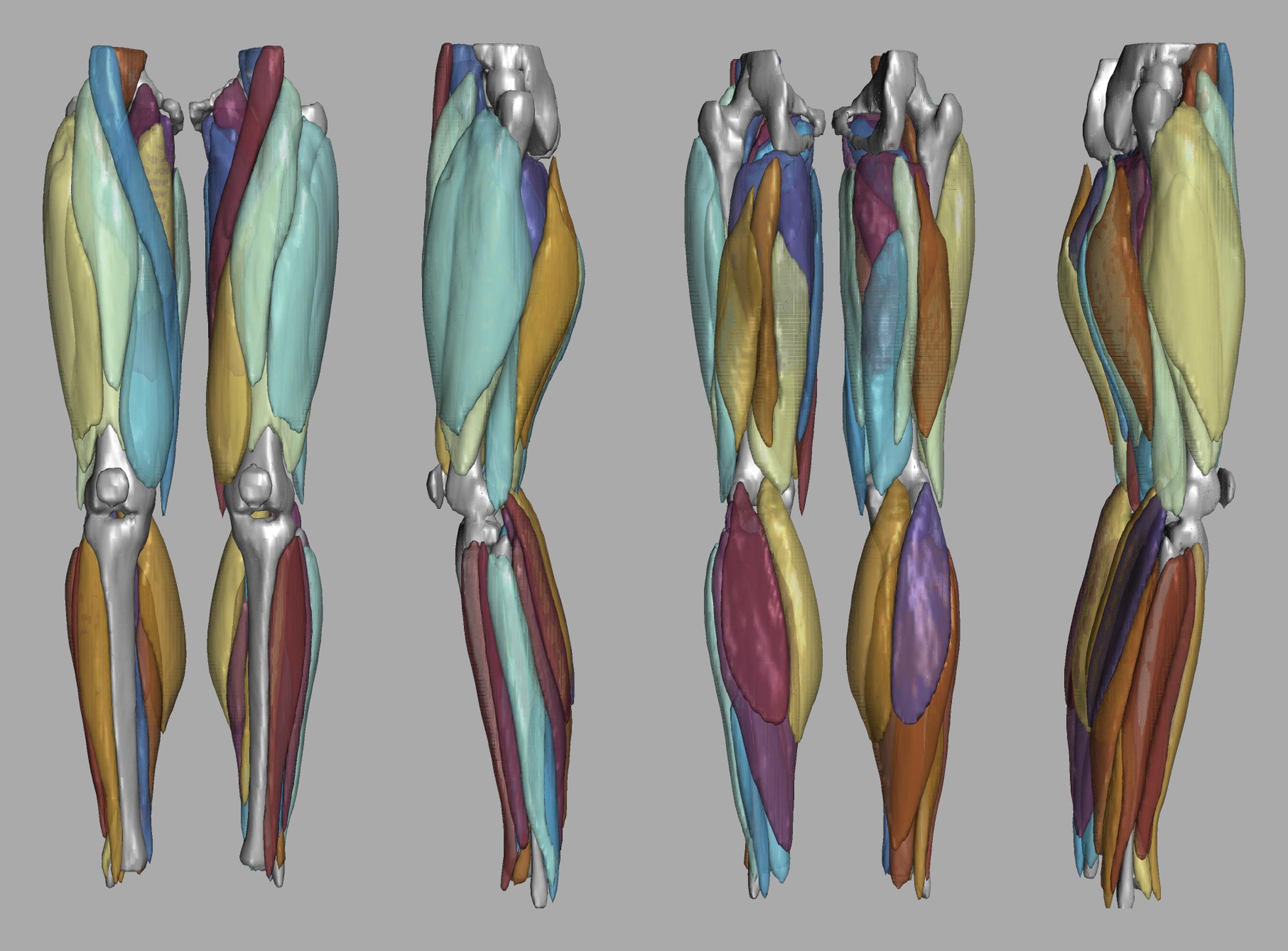 3D render of automated muscle segmentation labels generated using a CNN UNET.